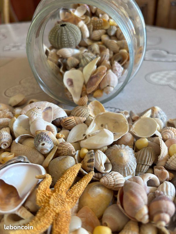Bocal de 20 cm avec divers coquillages (image 3)