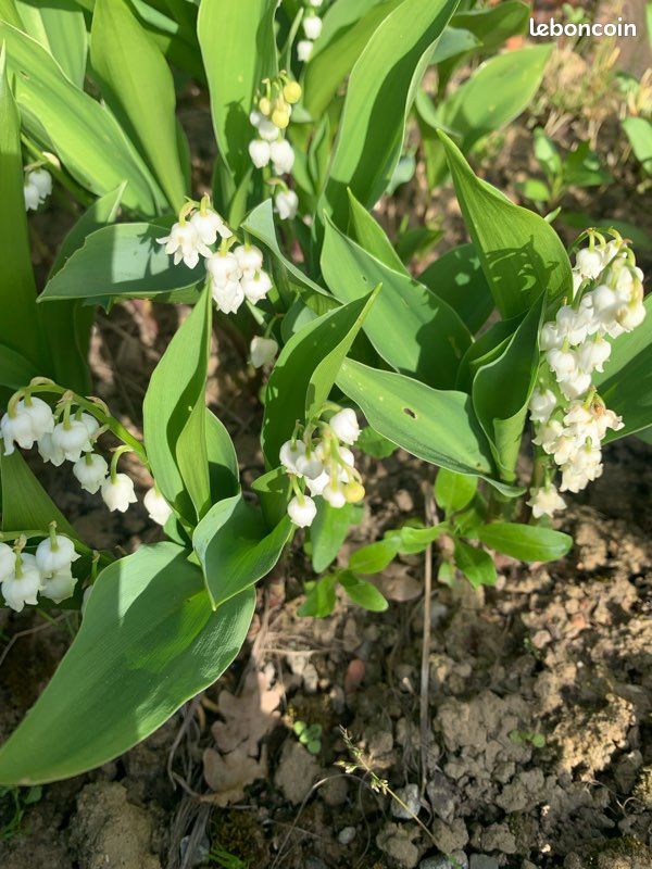 Muguet (image 1)