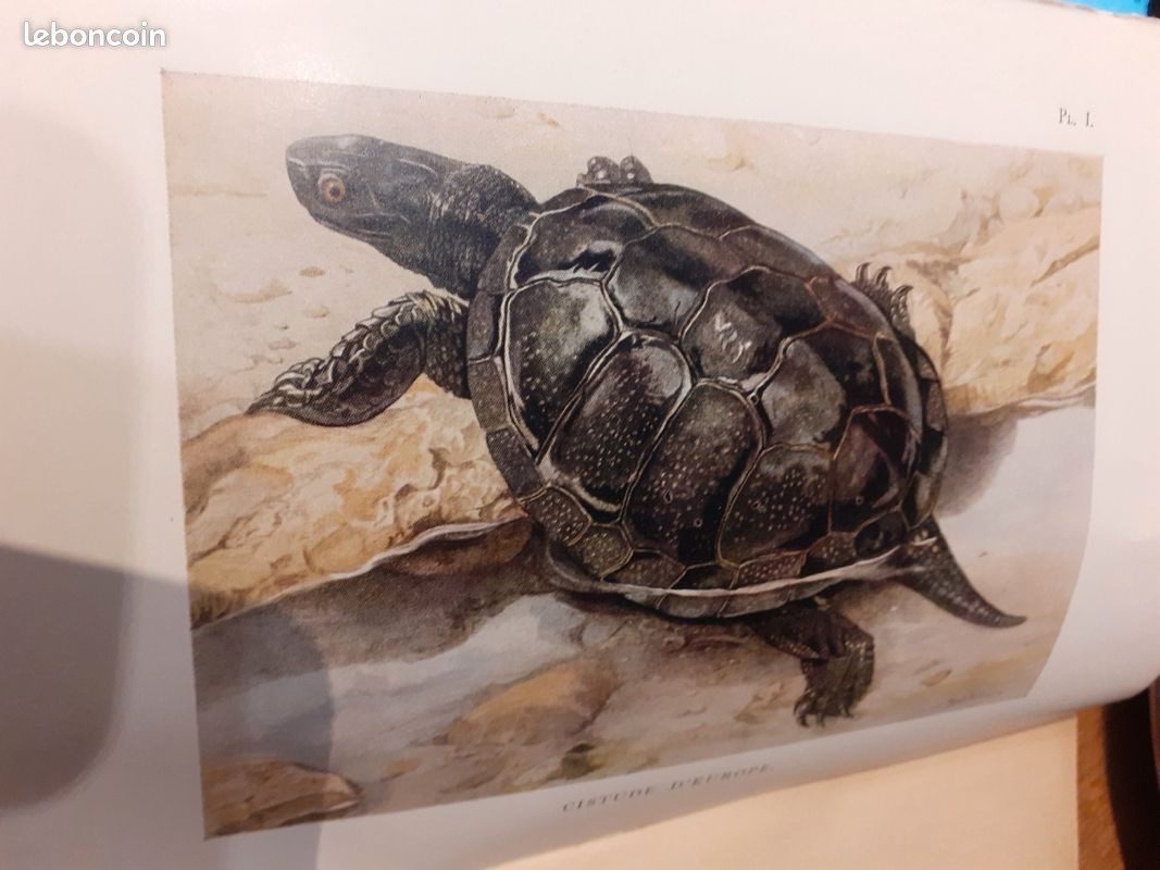 La vie des reptiles r. Rollinat 1946 (image 3)