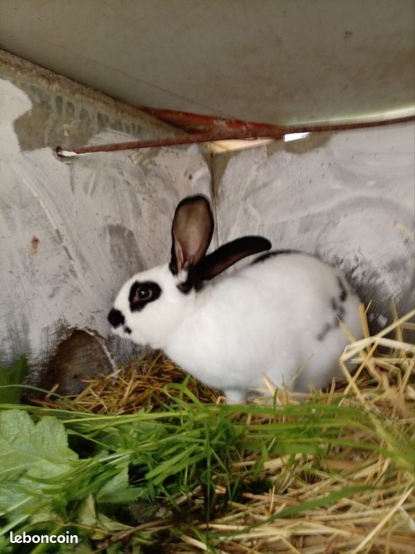 Lapin pour reproduction ou consomation (image 1)