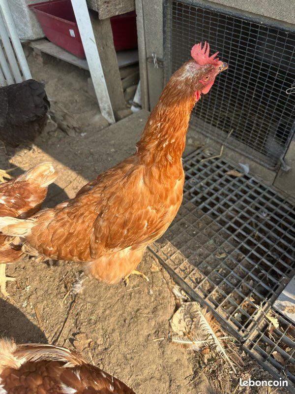 Poule pondeuses (image 1)