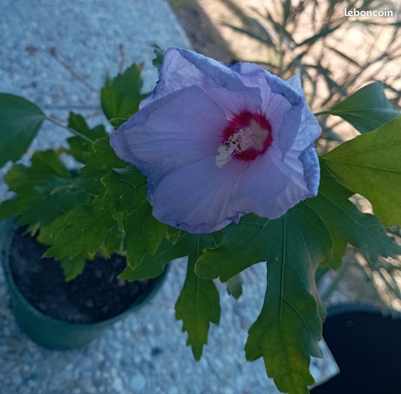Hibiscus violet (image 1)