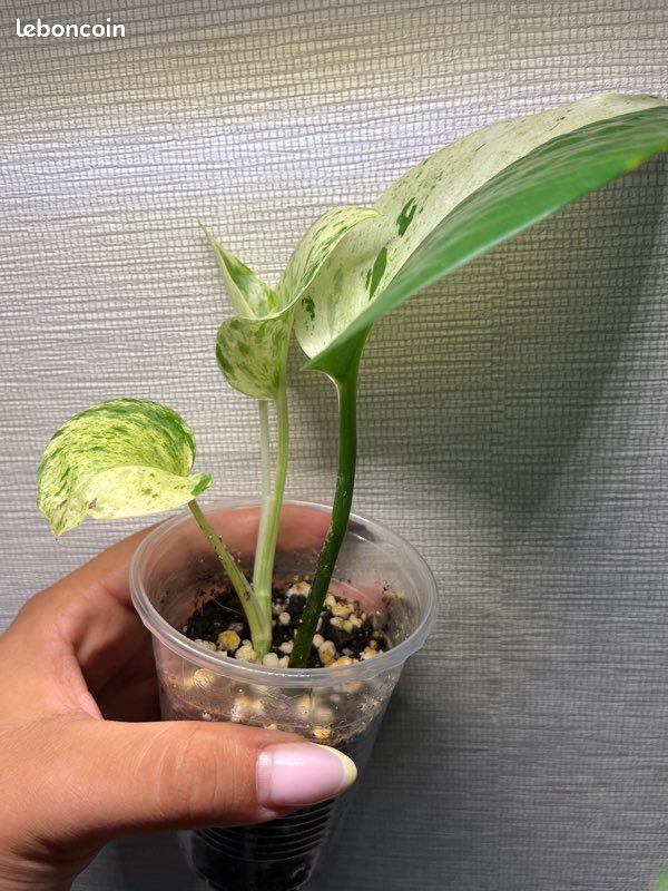 Pothos Snow Queen 3 (image 2)