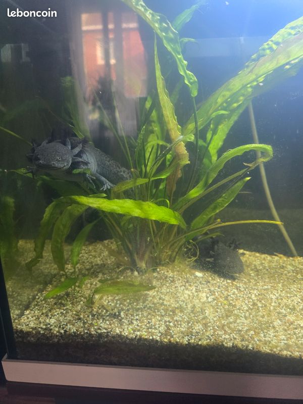 Aquarium complet (image 2)