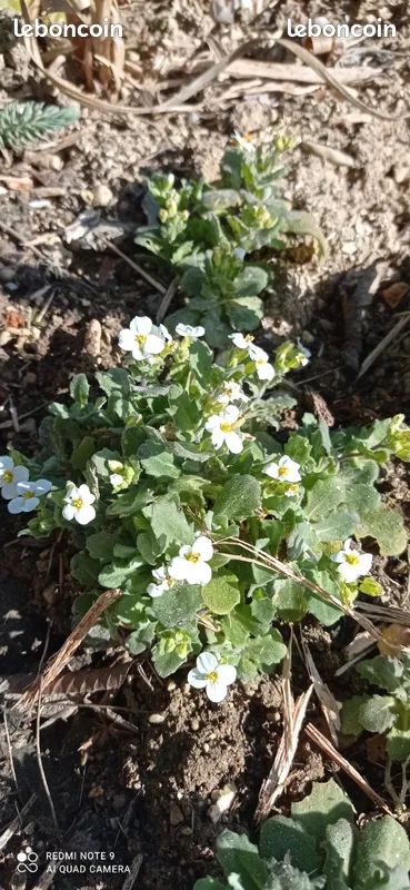 Arabis blanc -vivace- (image 1)