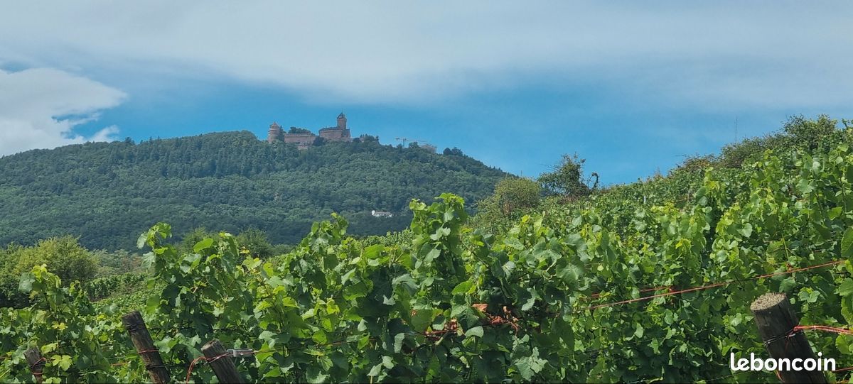 Couple de retraités recherche TERRAIN constructible sur route des vins secteur Turckheim -Ribeauvillé- Bergheim (image 2)