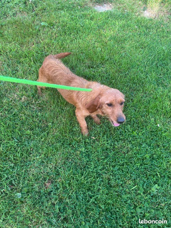 Fauve de Bretagne Accessoires animaux