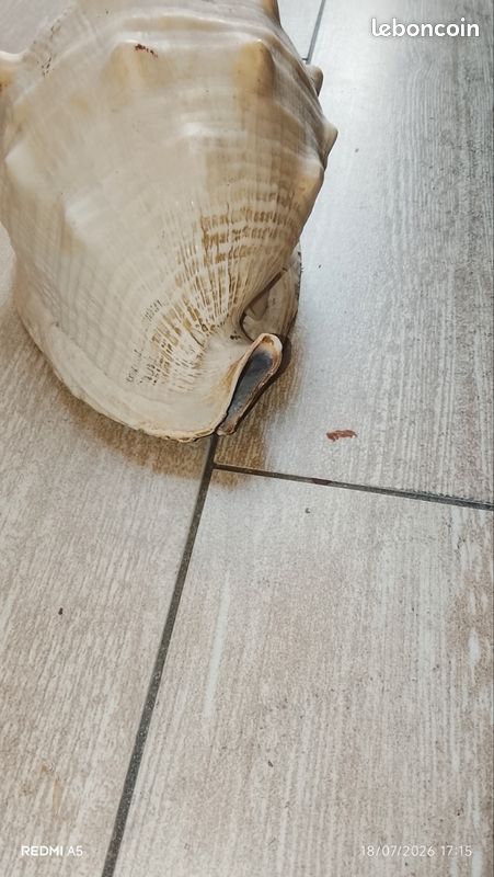 Coquillage (image 1)