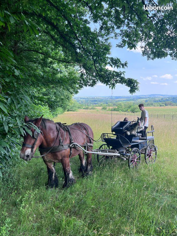 Tubes Intérieurs Pour Calèche/chariot à Chevaux - Neufs - Lot - Origine Pologne