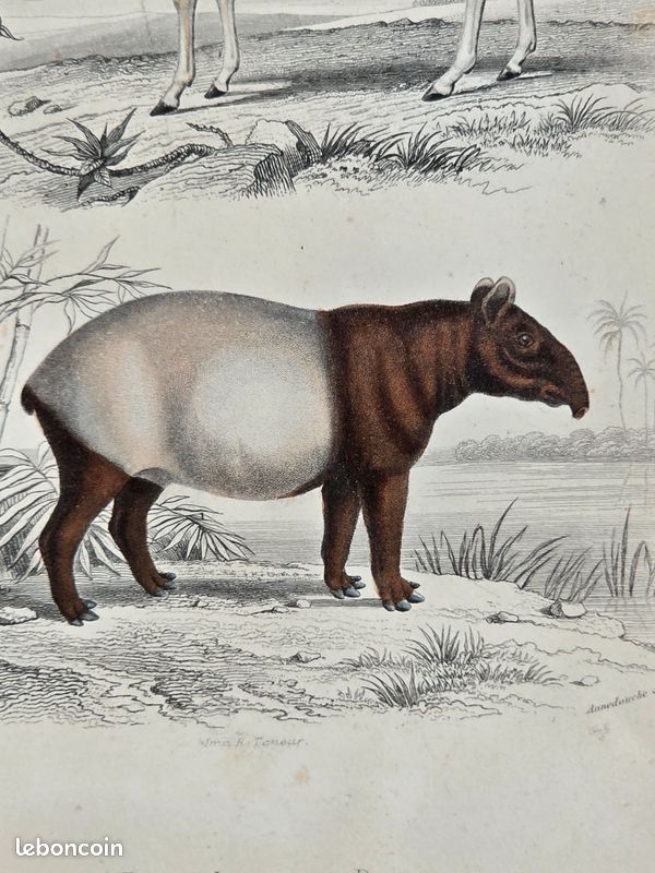 Gravure colorisée à la main de Buffon (+150 ans) – Tapir indien et Dauw (image 3)