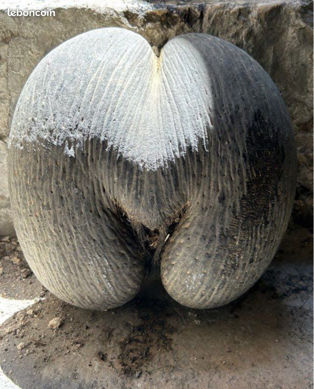 Coco fesse (image 3)