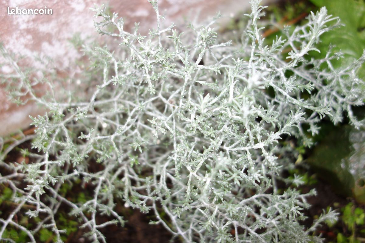 Coussin d’argent – plante fil de fer (image 5)
