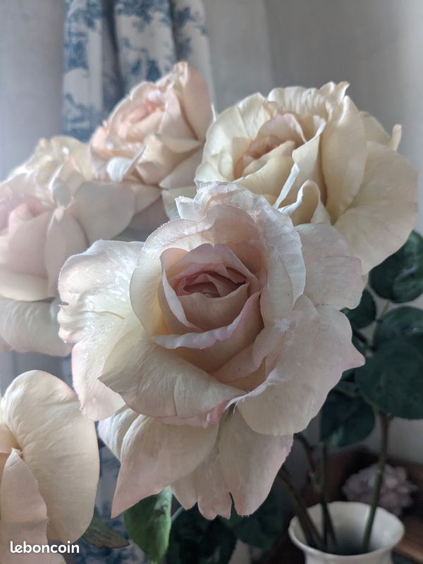 6 roses rose-crème qualité exceptionnelle (image 4)