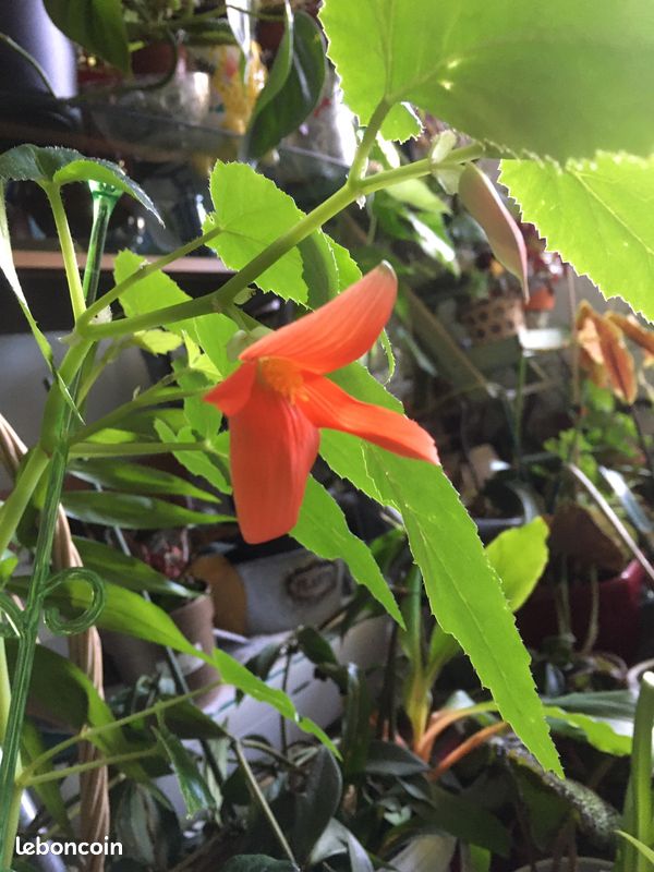 Philodendron MICANS, Begonia BOLIVENISIS, CONCHIFOLIA (image 2)