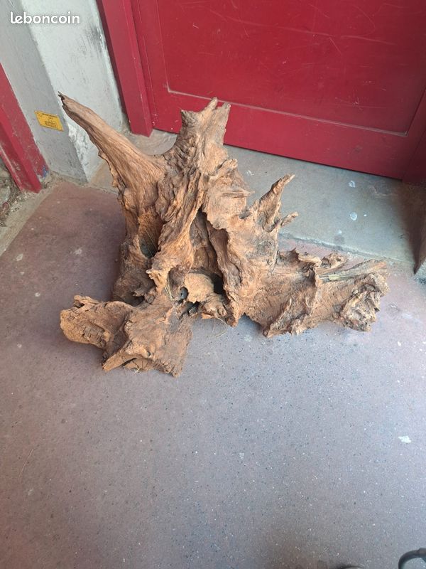 Souche d'arbre (image 1)