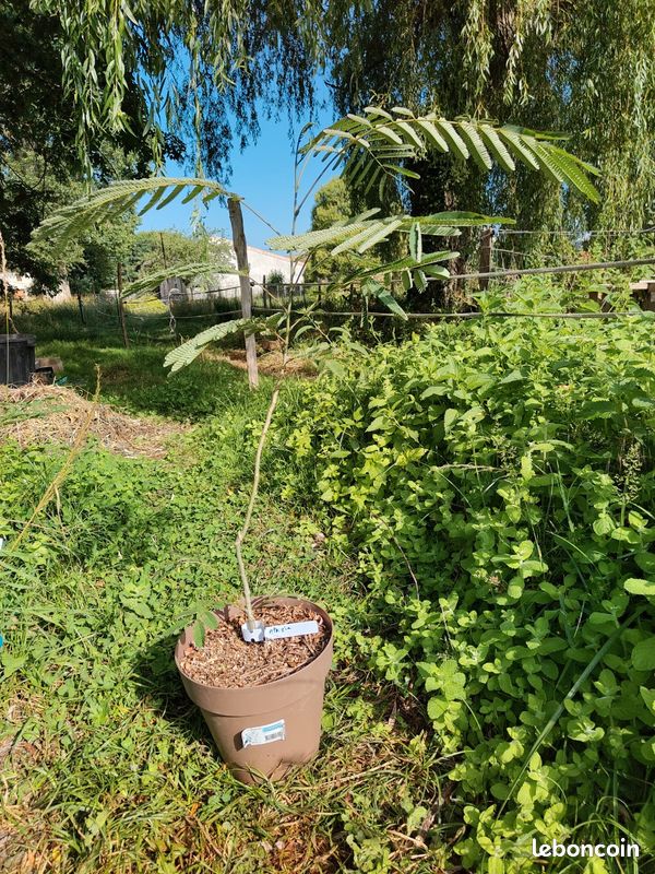 đž Arbre dâornement lĂ©ger et fleuri â Arbre Ă soie (Albizia julibrisin) (image 3)