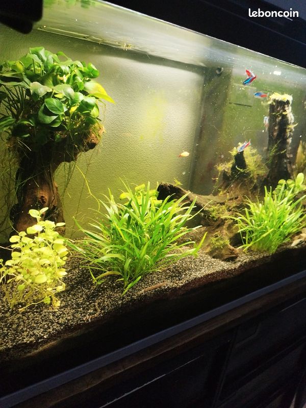 Aquarium 80 l (image 2)