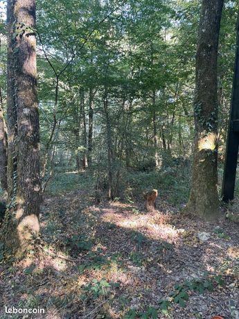 Forêt avec cabane à restaurer à vendre