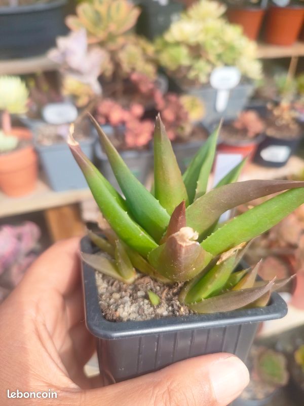 Aloe black gem (image 3)