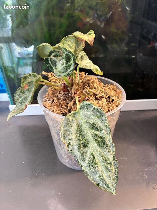 Anthurium Silver Blush mint - Jardin & Plantes