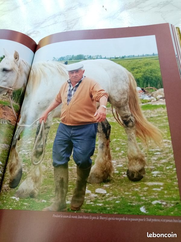Le Baudet du Poitou, le trait poitevin mulassier et la mule poitevine (image 8)