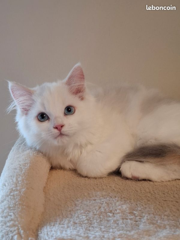 Chatons Ragdoll croisés Persan (image 2)