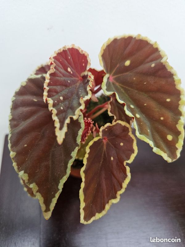 Rare begonia DATHVADERINA (image 3)