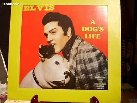 Elvis presley a dog's life 25 cm LP 33 tours 12 versions inédites (image 1)
