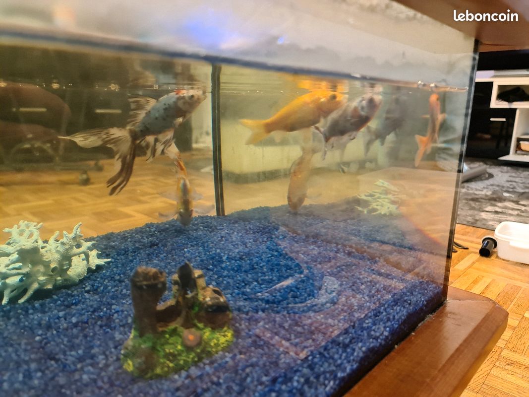 Table basse aquarium (image 3)