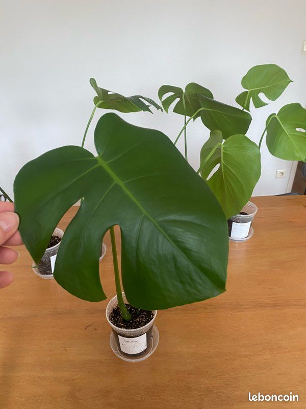 🌿✨ Bouture de Monstera – n•6✨🌿 (image 2)