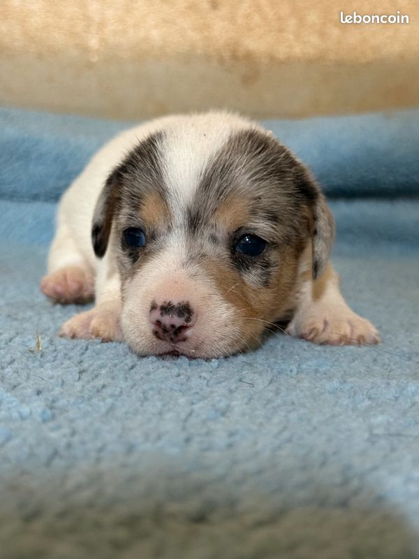 Jack russel (image 1)
