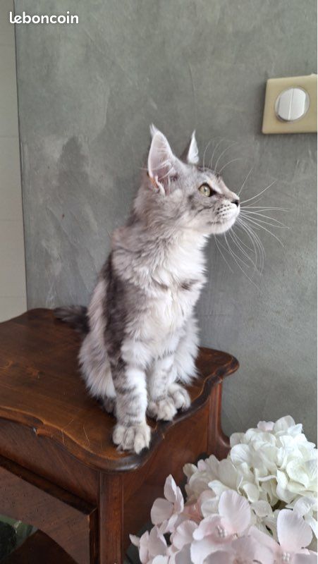 Chaton Maine coon (image 2)