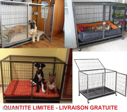 Animaux Chiot Chaton Gers Leboncoin Animaux Chiot Chaton Gers Leboncoin