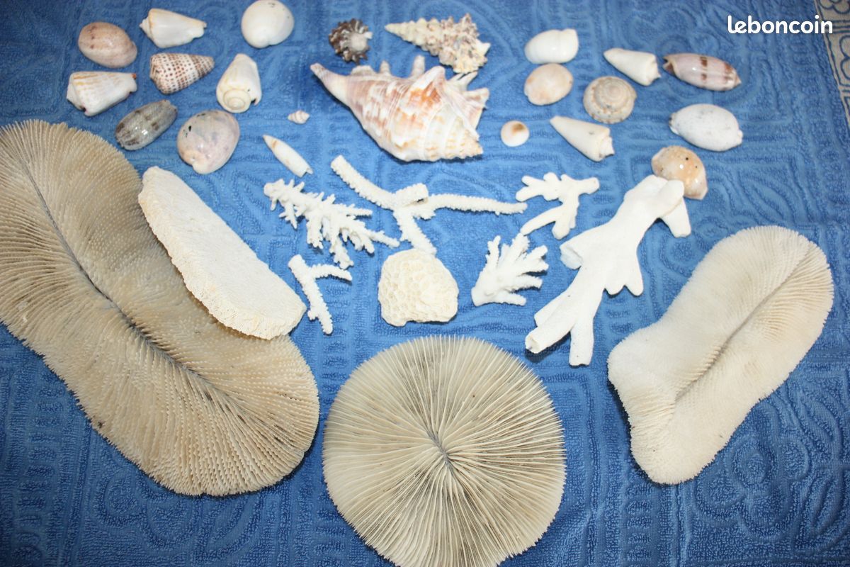 Lot de 8 coquilles de pétoncles naturelles vintage de 5