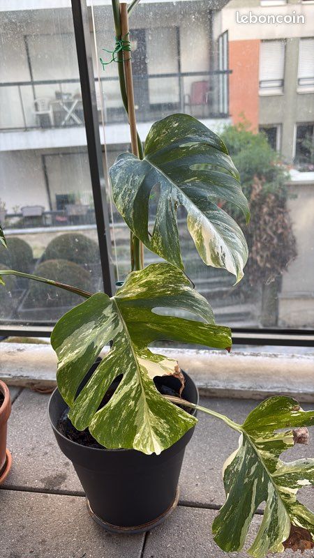 Plante 🌿 Monstera albo variegata (image 1)