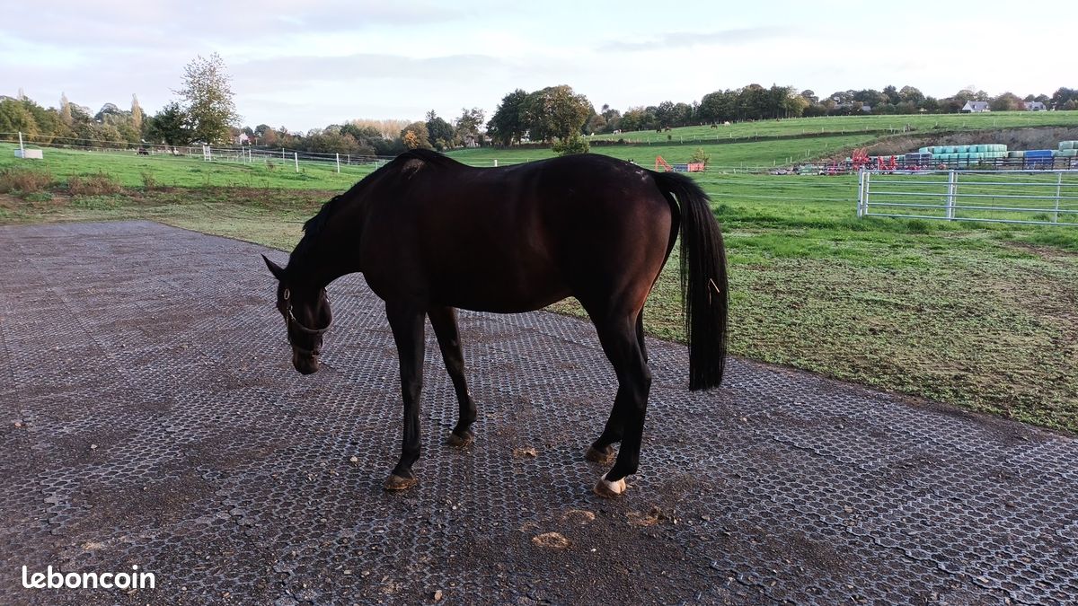 Dalle stabilisatrice cheval (image 4)