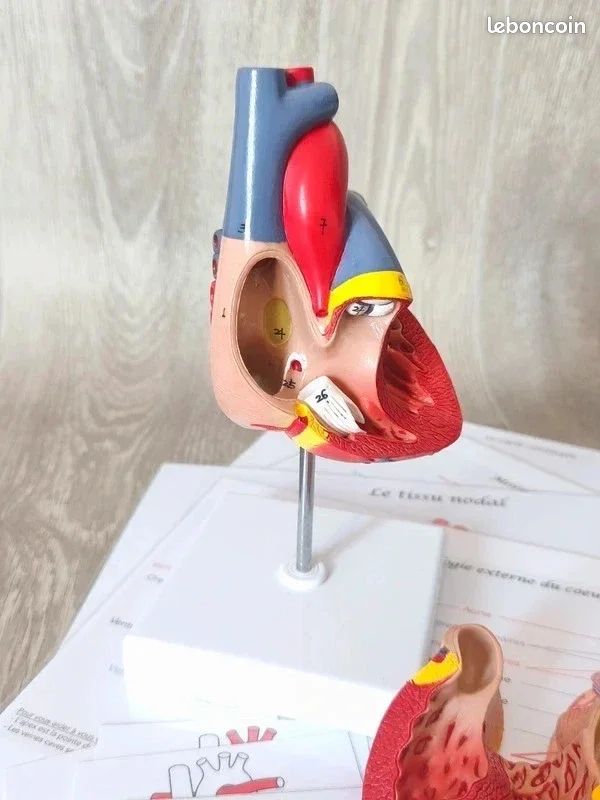 🫀Kit anatomie du coeur humain (image 6)