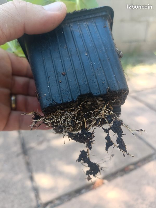 Lot de 6 Plants de fraise (image 3)