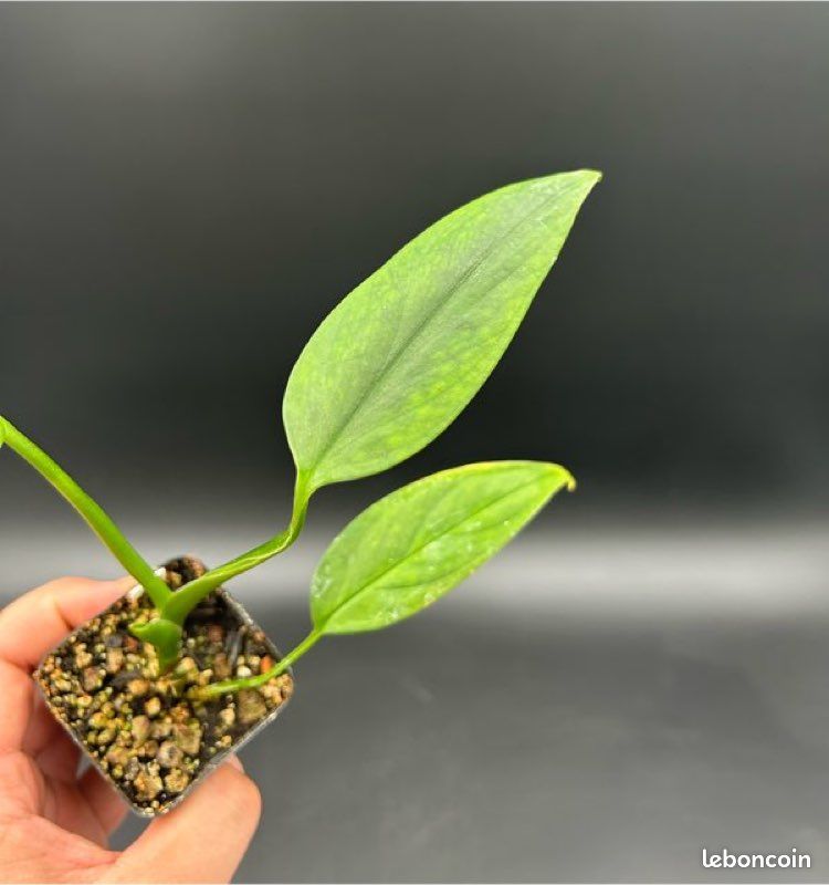Monstera Barrieri #3 - Jardin & Plantes