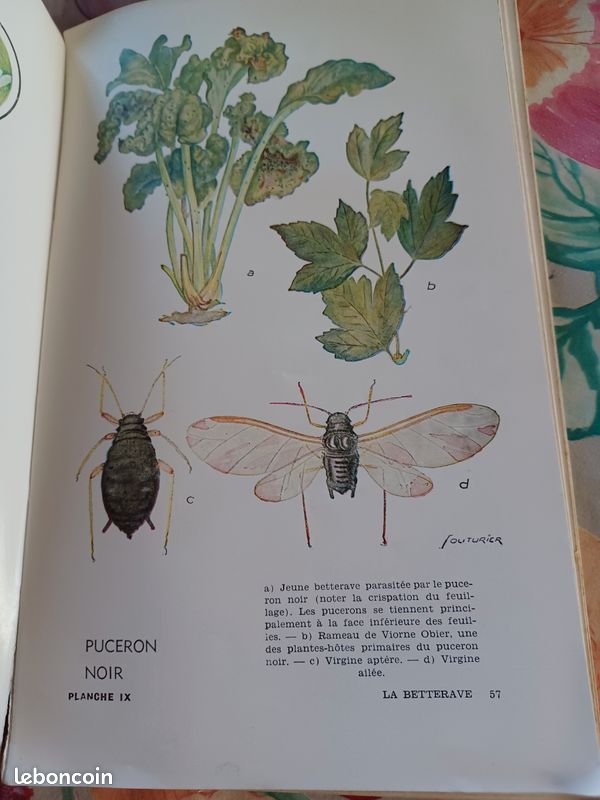 Livre ancien lutte contre les ennemis des cultures 1959 (image 4)