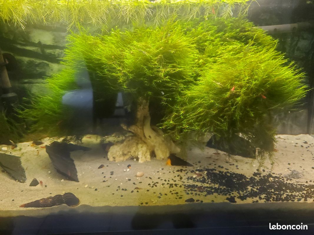 Mousse aquarium - Fissidens fontanus (image 2)
