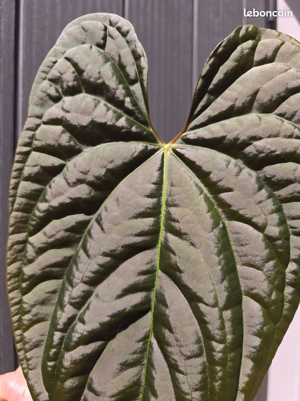 Anthurium night queen - Jardin & Plantes