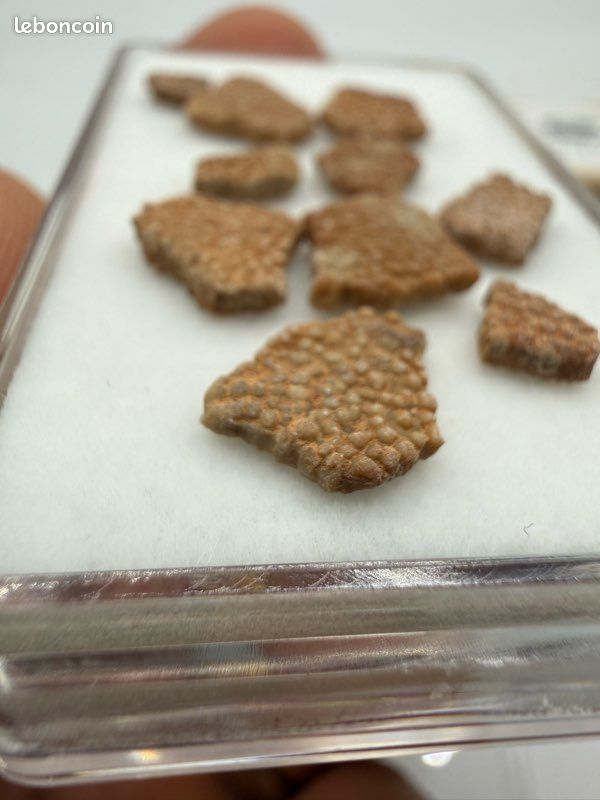 Lot de 10 fossiles coquilles de dinosaure authentique (image 6)