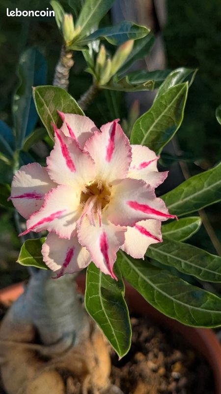 FSC14 Rose du dsert Adenium plante bonsa  caudex fleurs multiples de  Mimine - Jardin & Plantes