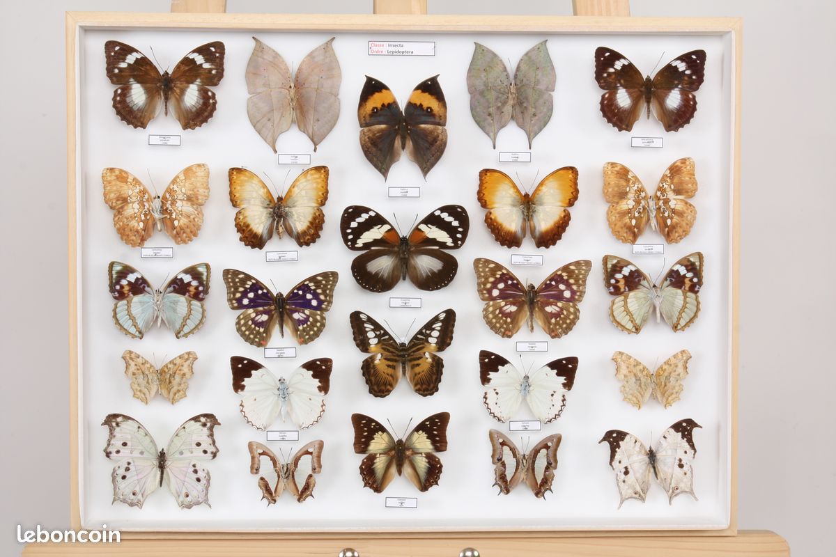 Entomologie: Insectes papillons Lépidoptères rhopalocères monde N°51 (image 1)