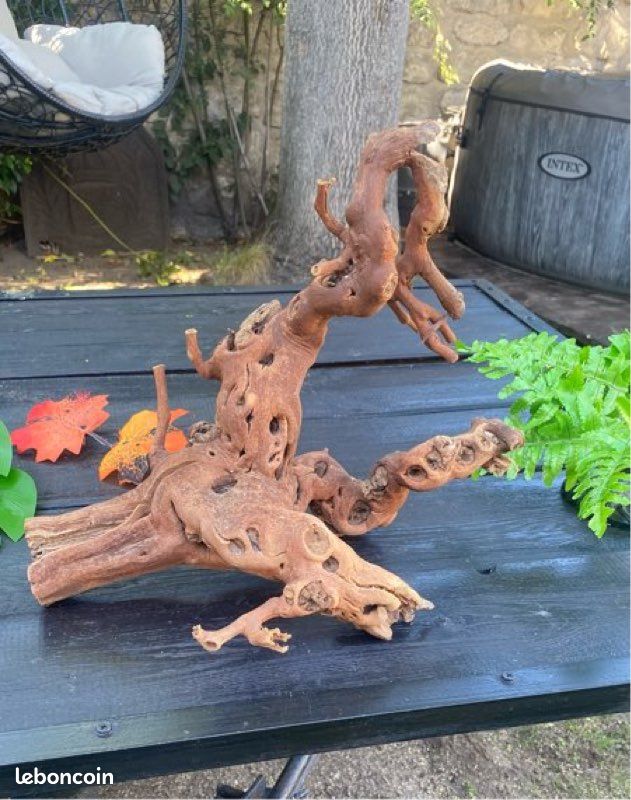 Végétation pour terrarium (image 2)