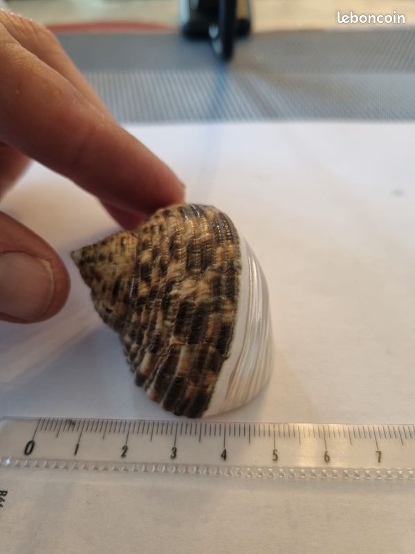 Coquillage : Trochus Nicolitus nacré (image 4)