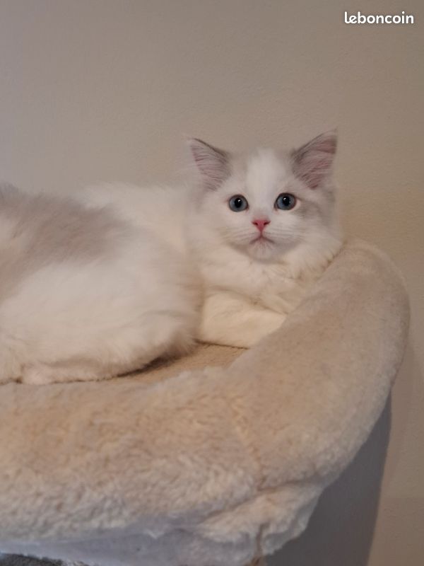 Chatons Ragdoll croisés Persan (image 4)
