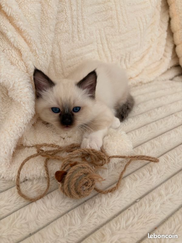 Saillie chat (image 2)