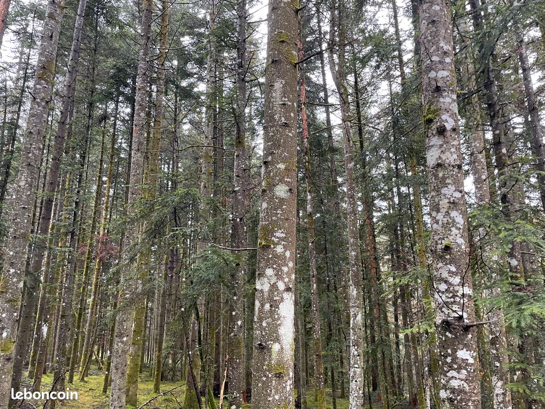 à vendre · propriété forestière de 10,82 ha dans le puy-de-dôme (63) · à Marsac-en-Livradois · 35 000 €